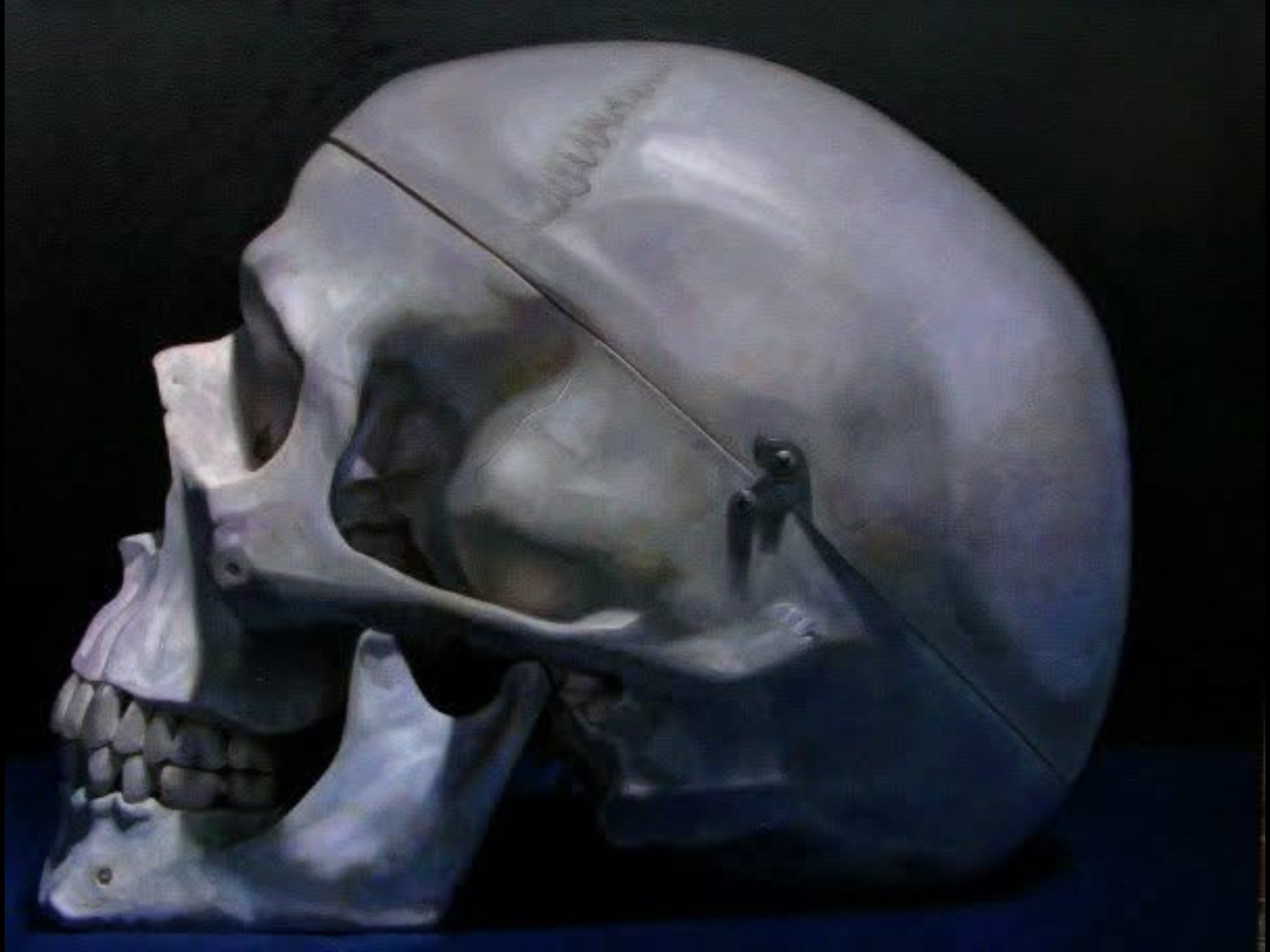 Skull study, oil on canvas